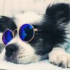 Óculos colorido para animais de estimação, óculos divertido para proteção dos olhos de cães pequenos, filhotes e gatos - Image 6